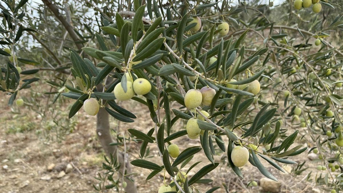 Aceitunas en un olivo.