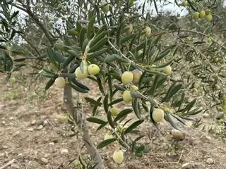 Cae un grupo acusado de vender 72.000 kilos de aceitunas robadas a una cooperativa de Antequera