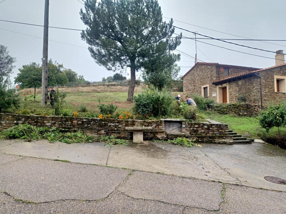 Los vecinos de Bercianos trabajan en el Concejo del Común y disfrutan de la convidada con motivo de la fiesta de San Cosme y San Damián.