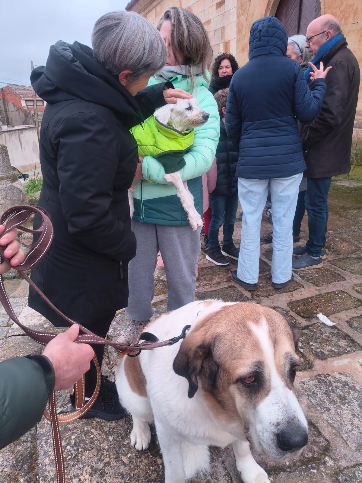 Bendición de animales en Morales del Vino
