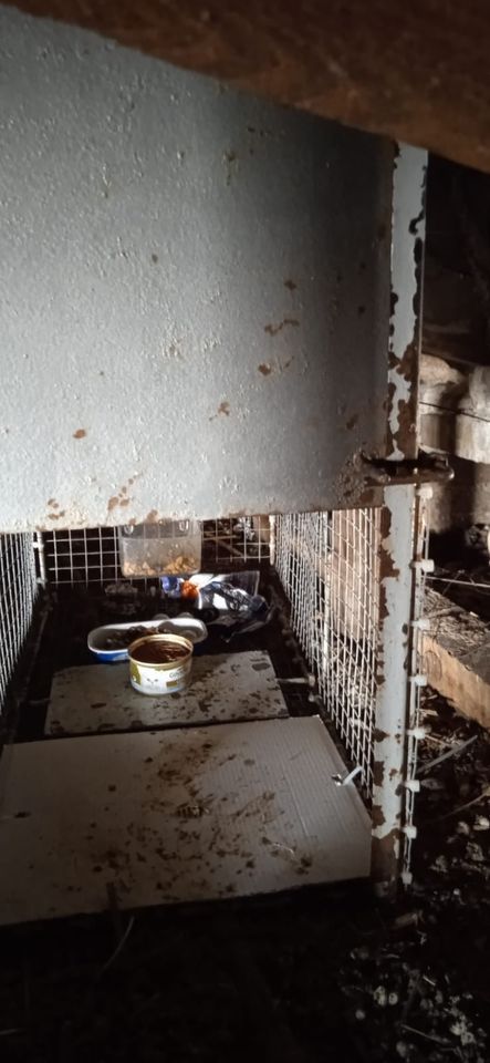 El rescate de una gata en Burjassot moviliza a Bomberos, Policía Local y Protección Civil