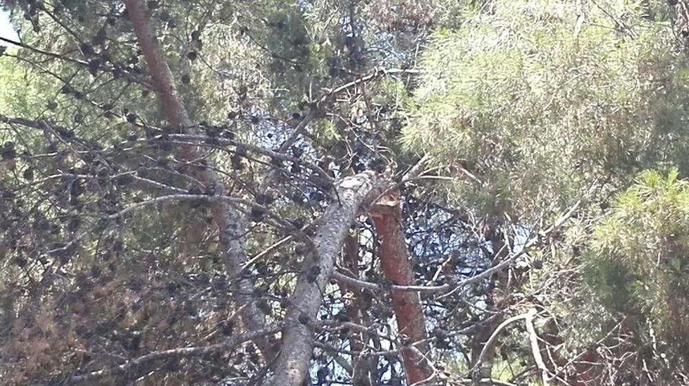 Cae la rama de un pino en un parque de Elda