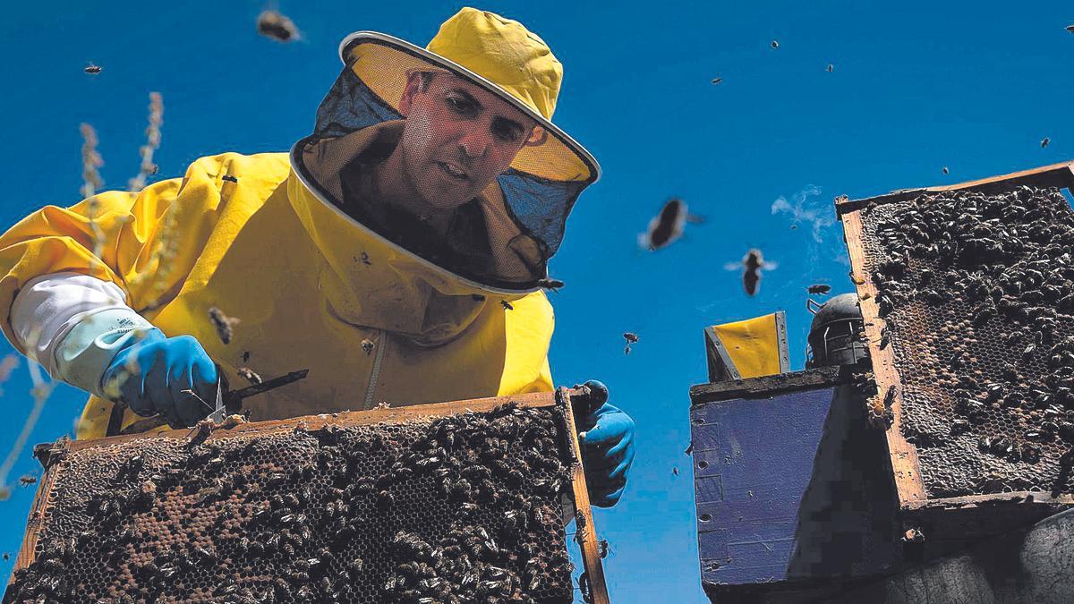 Un apicultor con las abejas