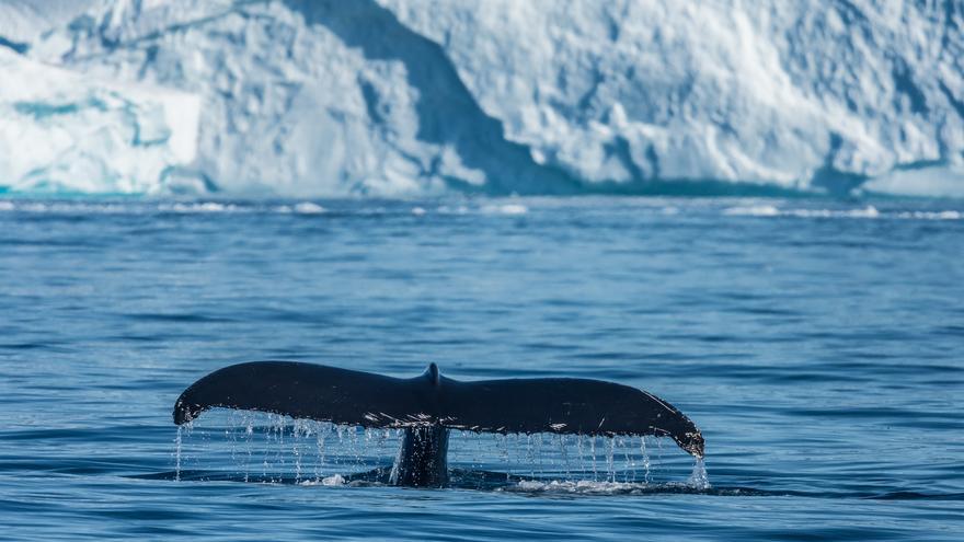 Las ballenas se recuperan: más de 100 ejemplares avistados en la Antártida