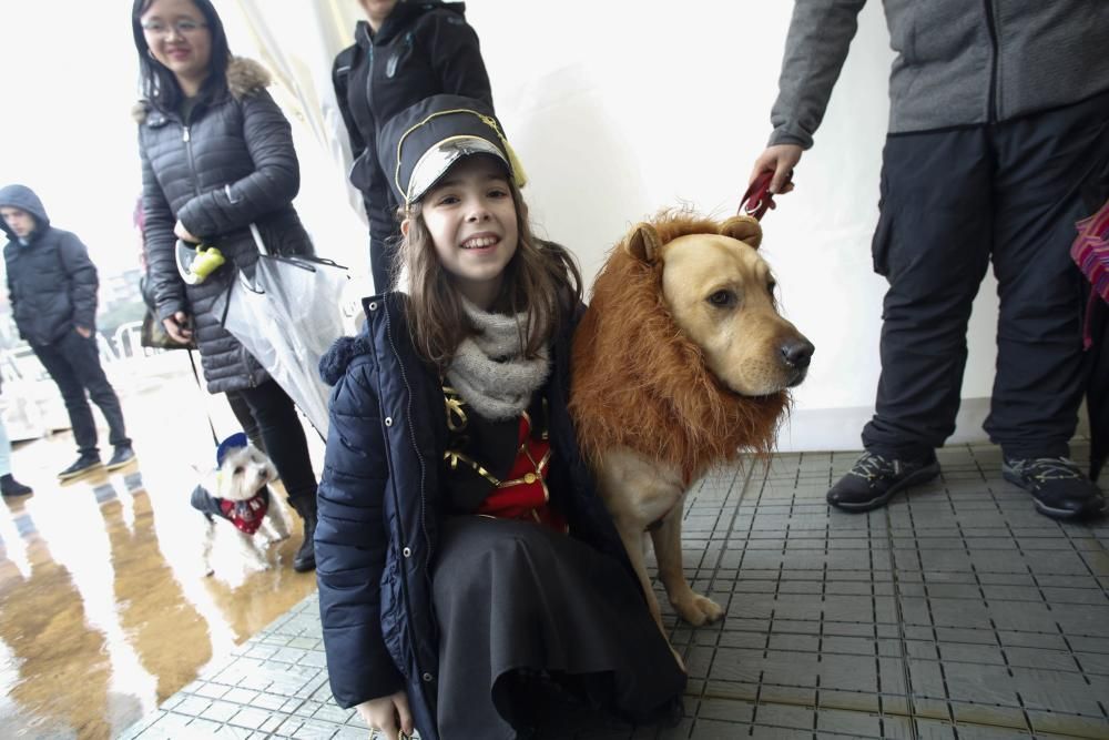 Concurso de mascotas antroxaes en Avilés