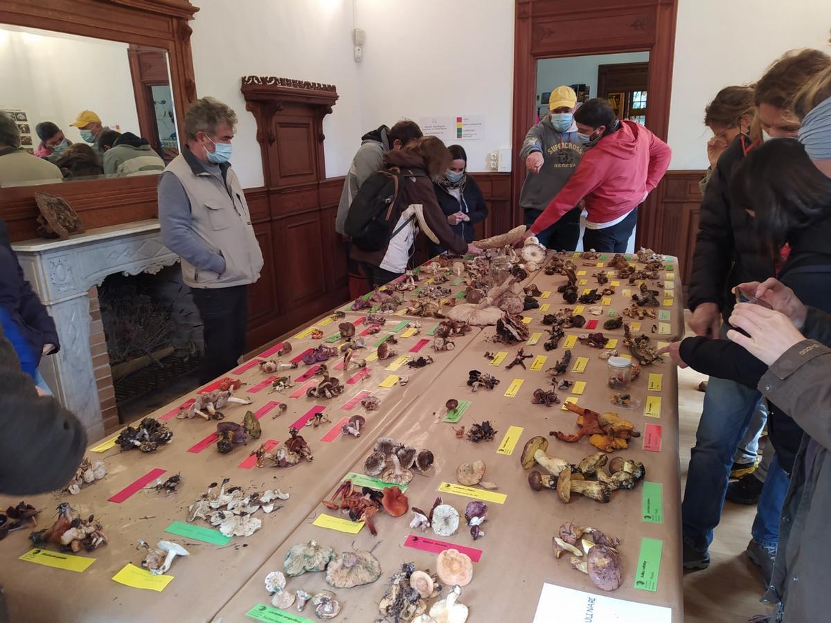 Temporada prolífica para la recolección de setas en la Serra de Tramuntana Temporada prolífica para la recolección de setas en la Serra de Tramuntana