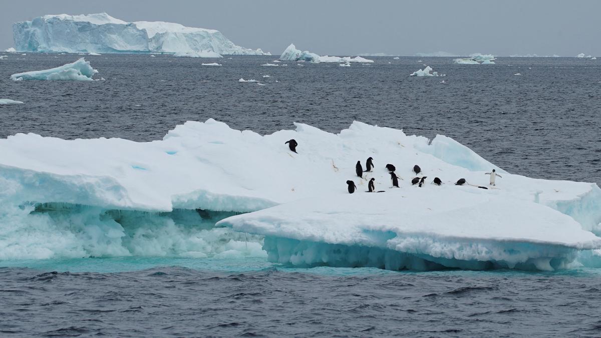 FILE PHOTO: Scientists investigate impact of climate change on penguin colonies in Antarctica