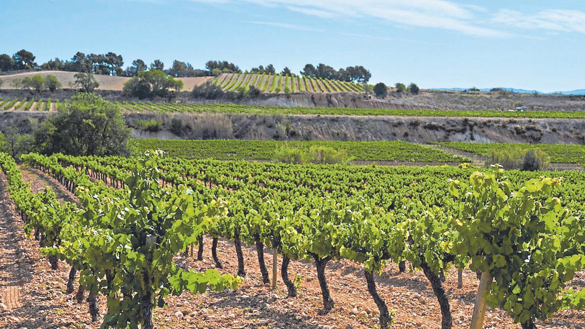 Viñedos de Perelada en Vilafranca del Penedès