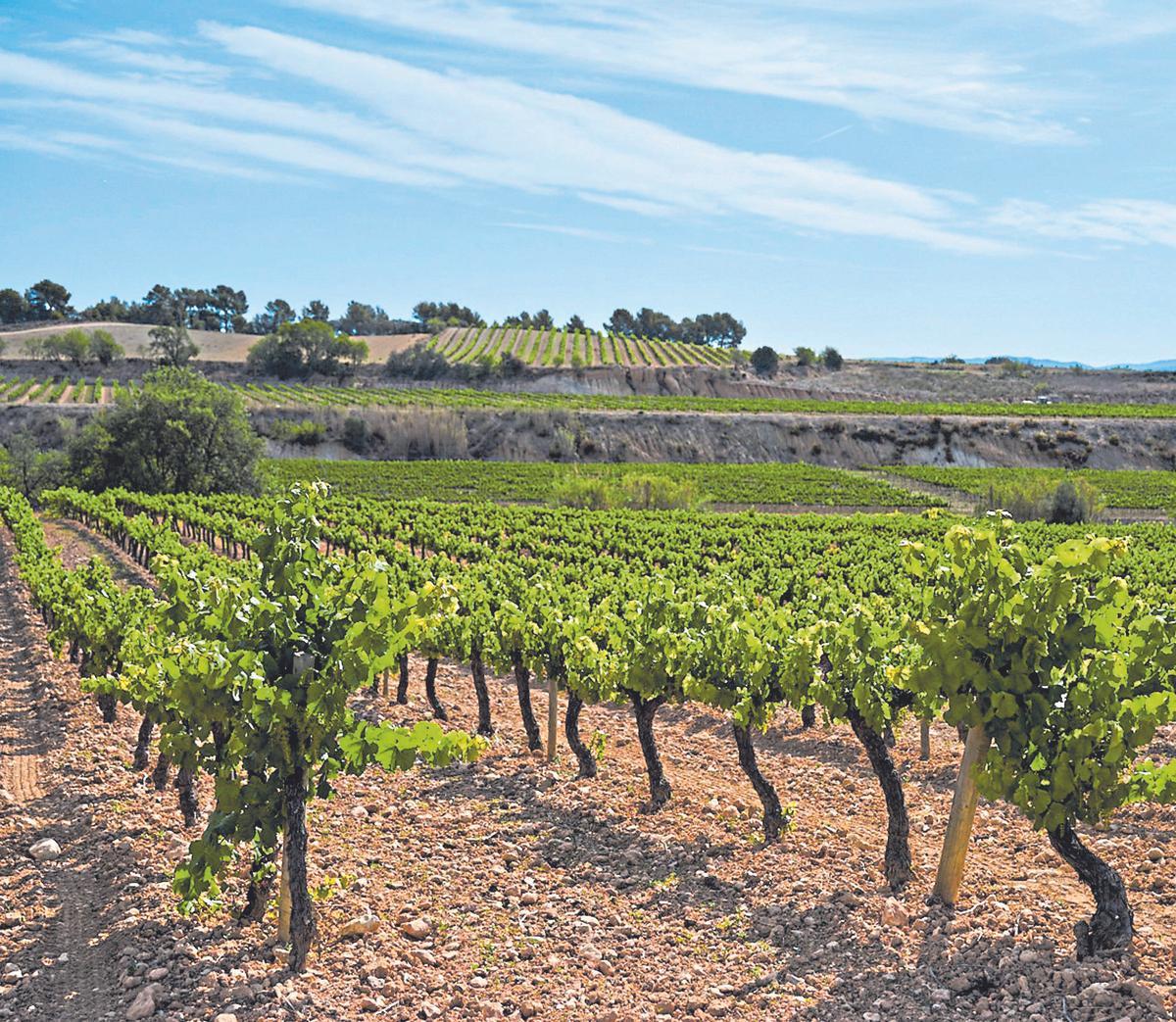 Viñedos de Perelada en Vilafranca del Penedès