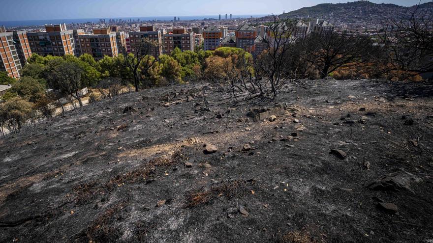 Collserola es planteja tallar arbres i matolls després de l’incendi de l’agost