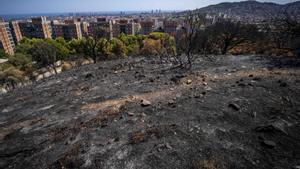 Collserola es planteja tallar arbres i matolls després de l’incendi de l’agost