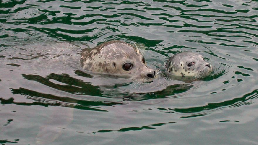 Dos focas nadando en el estanque del Aquarium Finisterrae.