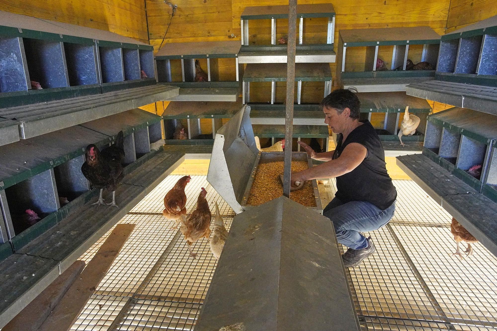 "Gallines Felices" a Casavells
