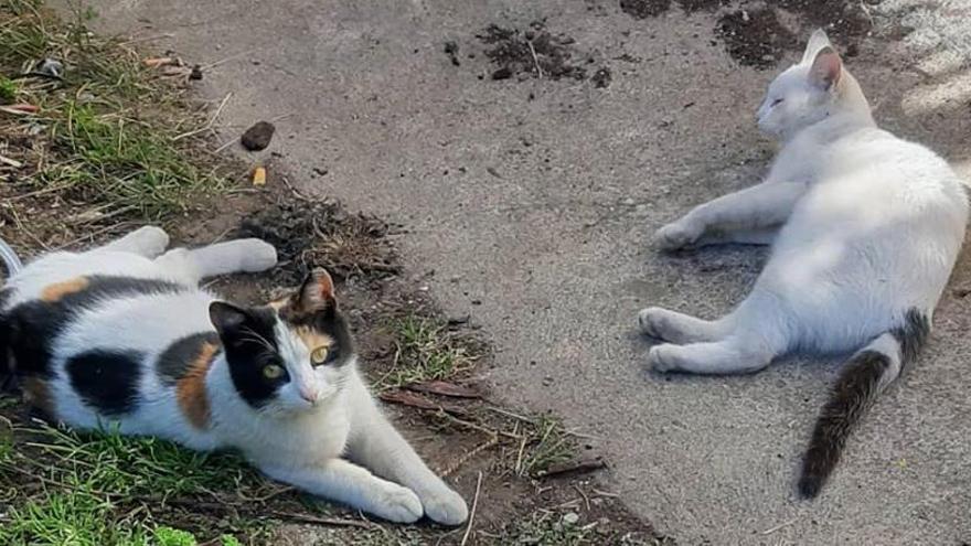 Dos gats recuperats del carrer a Olot