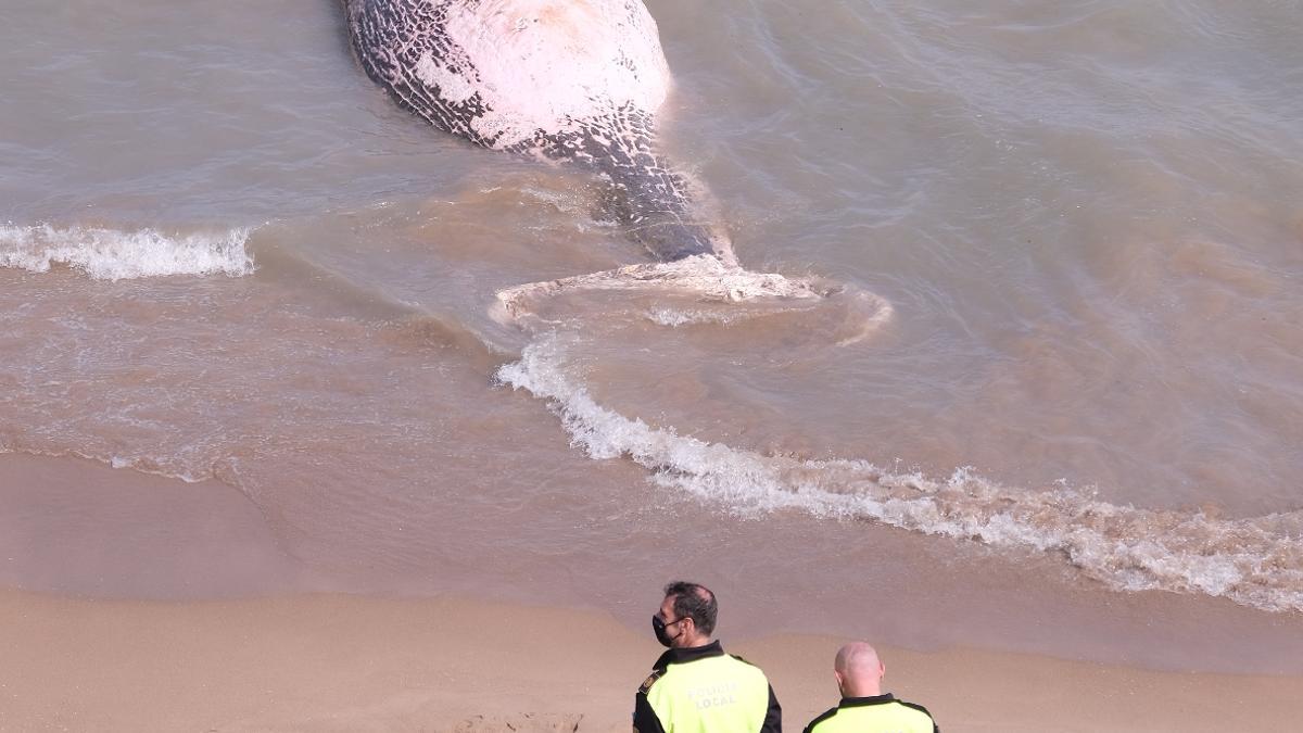 Aparece una ballena muerta en Guardamar