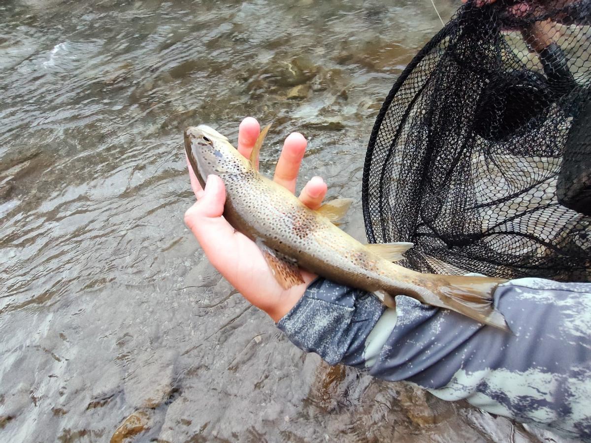 Galicia demuestra un año más su inagotable cantera de la pesca Galicia demuestra un año más su inagotable cantera de la pesca