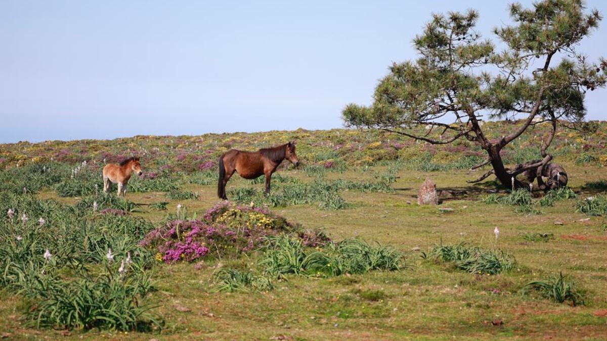 Caballos Garranos en el Monte de A Groba  de Baiona.