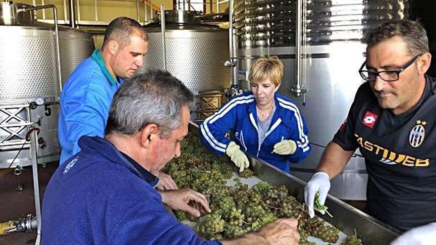 Comienzo de la vendimia en la bodega.