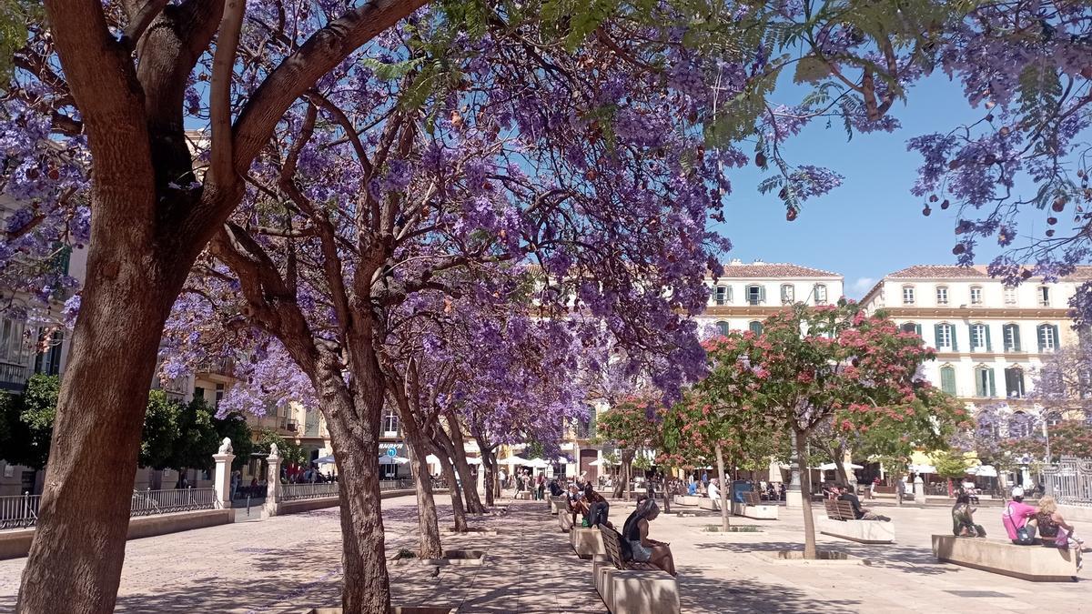 Las jacarandas de la plaza de la Merced, esta semana.
