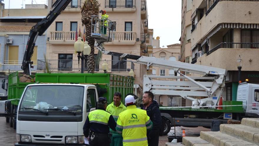 Albatera tala 16 palmeras que presentan un alto riesgo de accidente