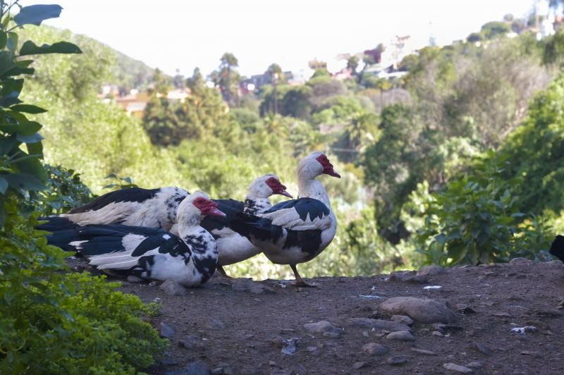 El Guiniguada, un vergel a tiro de piedra