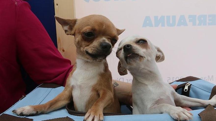 Mascotas en una feria en Málaga