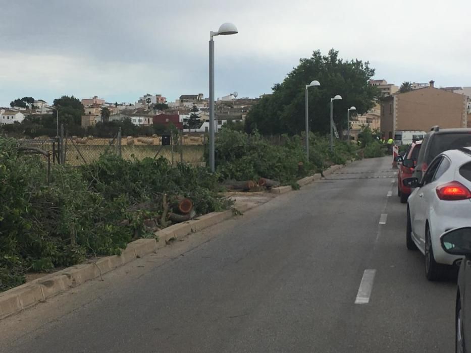 Tala de árboles en Sant Jordi (Palma)