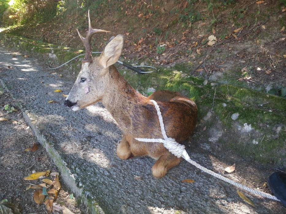 Los animales rescatados por la Policía Local en el último año