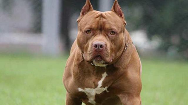 Un 'pitbull', en una imagen de archivo