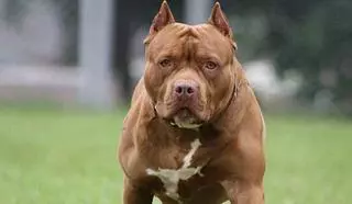 Una mujer sufre la rotura de los dos brazos y graves lesiones en el pecho al ser atacada por el pitbull ciego de una amiga