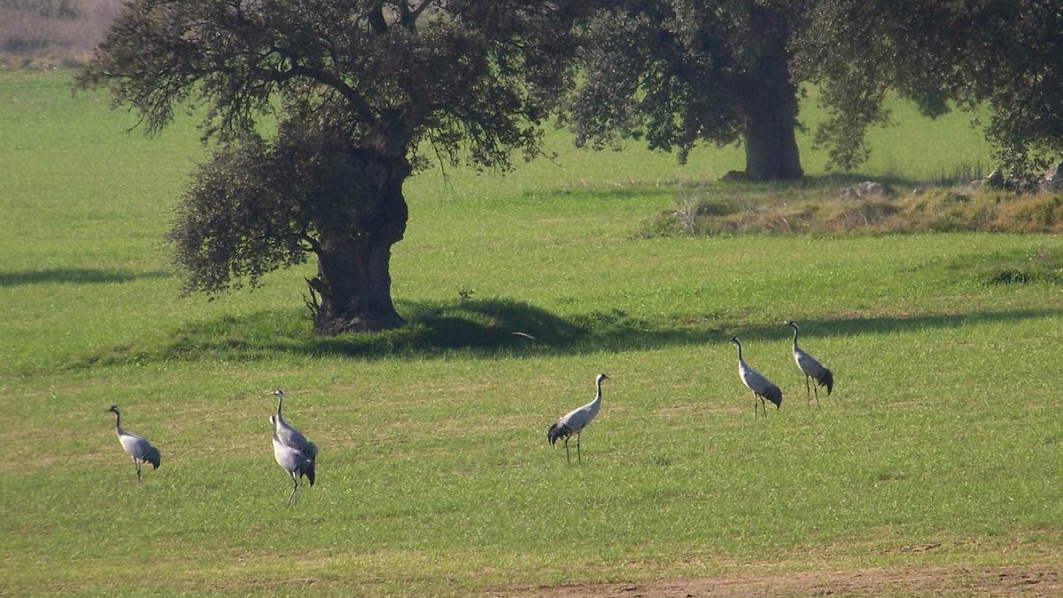 El festival de la grulla permite ver a esta ave en la dehesa.