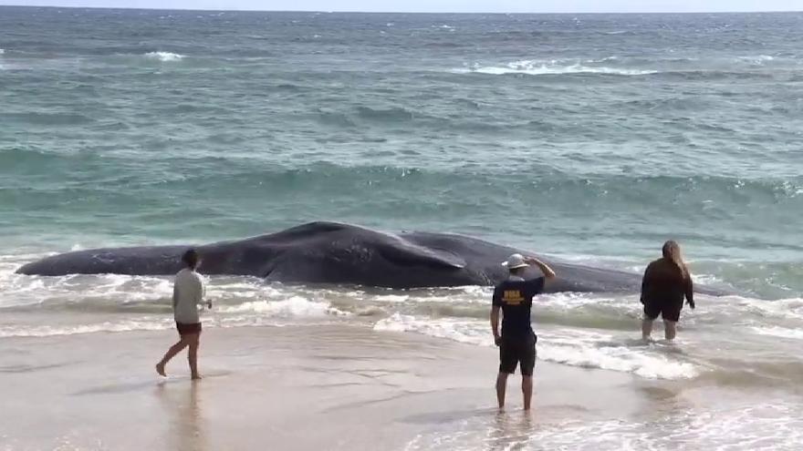 Balena morta a Hawaii