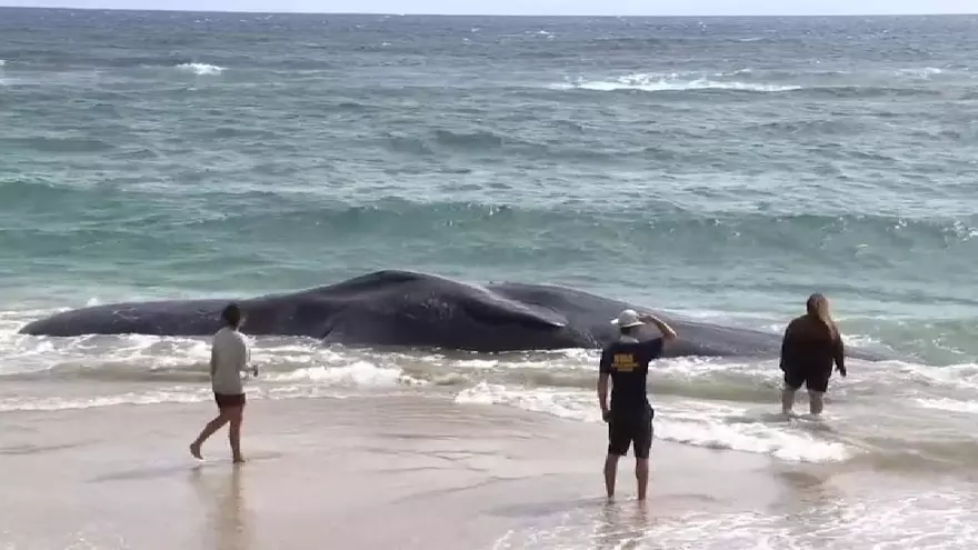 Vídeo: Apareix una balena morta a Hawaii amb gran quantitat de plàstics a l'estómac