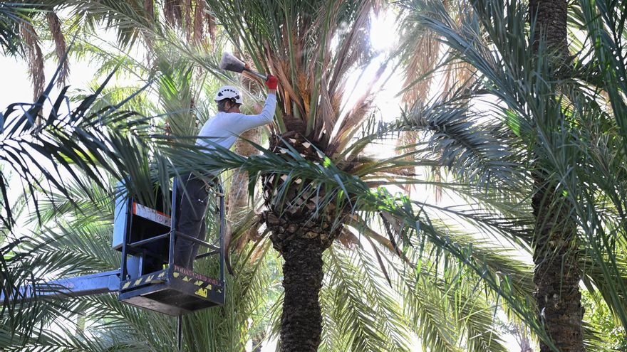 Quince mil palmeras se podan en Elche a través de contratos y se paga hasta 25 euros el ejemplar