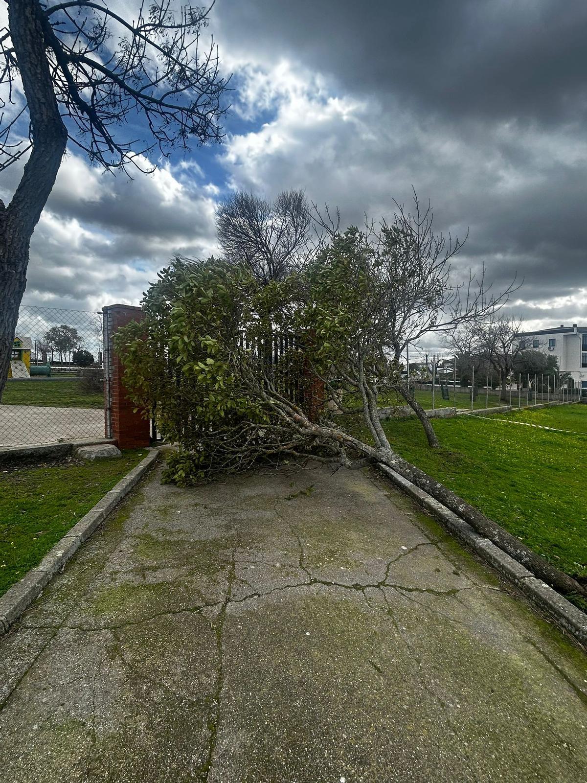 Fotogalería | Así ha afectado la borrasca Kristin en Garrovillas de Alconétar Fotogalería | Así ha afectado la borrasca Kristin en Garrovillas de Alconétar