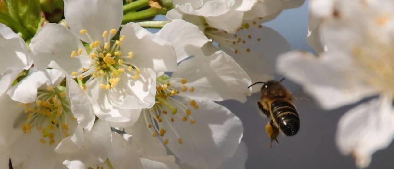 La belleza de las flores de los cerezos, en la imagen con una abeja en plena polinización, es un atractivo irresistible.