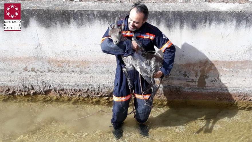 Los bomberos rescatan una cabra montés caída a un pozo en Fanzara