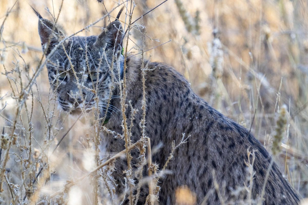 Uraclio, el lince ibérico que podría suponer el regreso de la especie a la Comunidad de Madrid