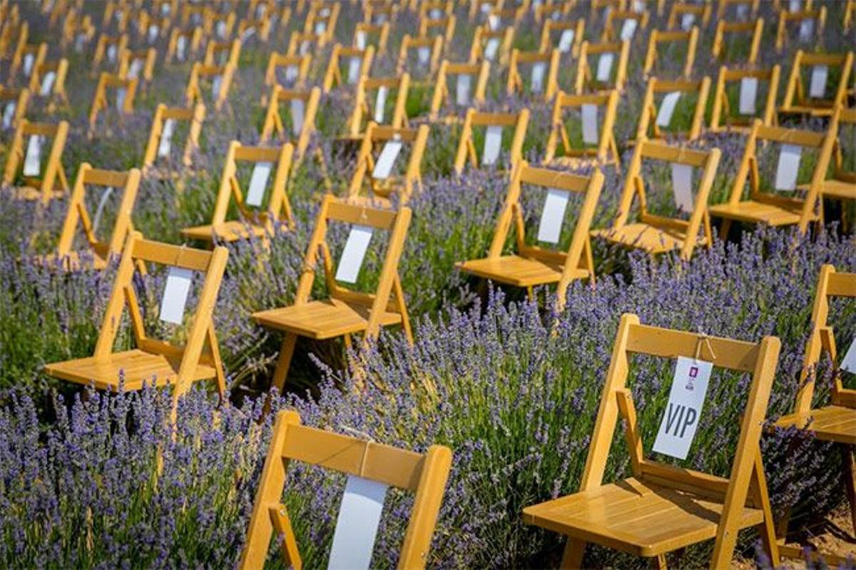 Música entre lavanda