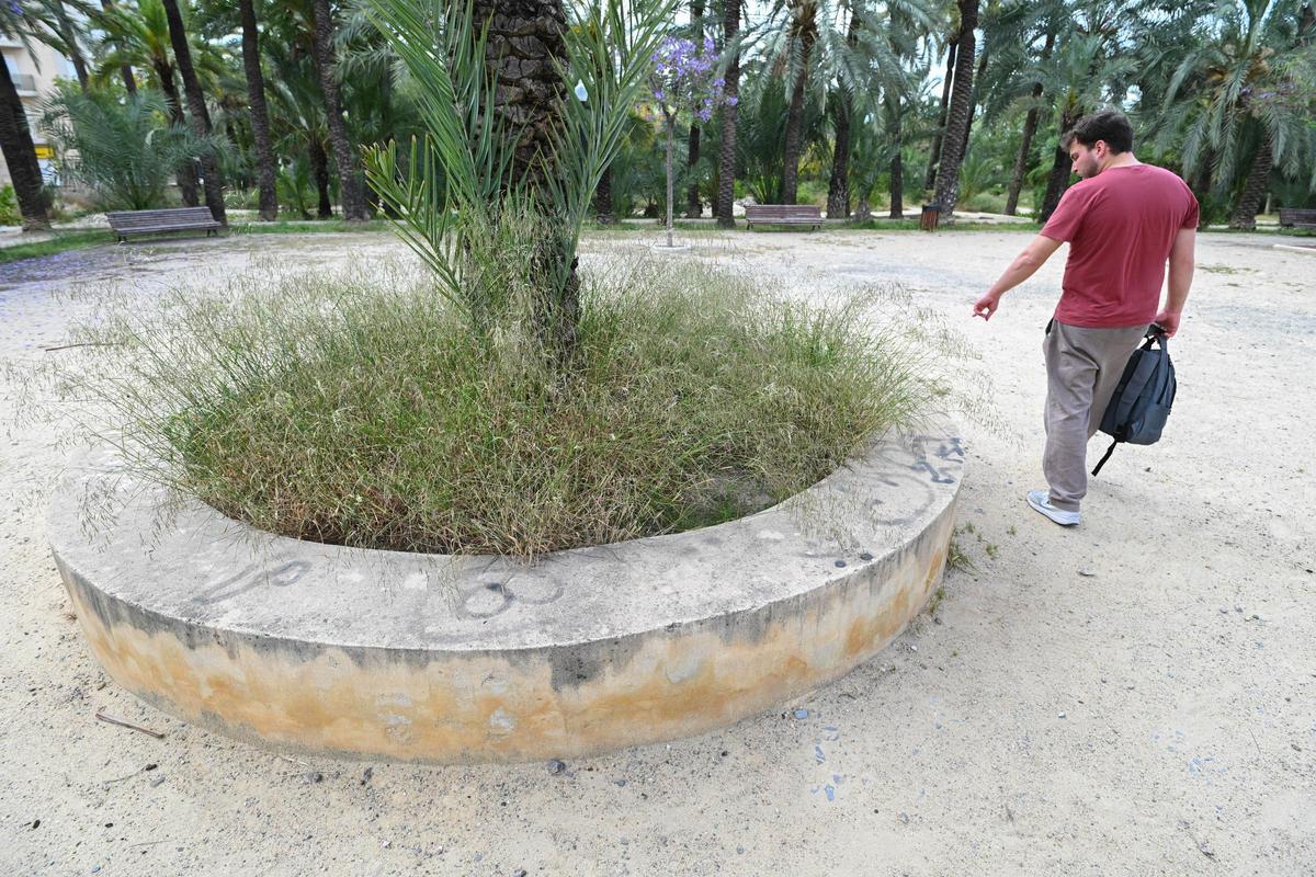 Plantas adventicias han crecido de forma descontrolada por todo el huerto