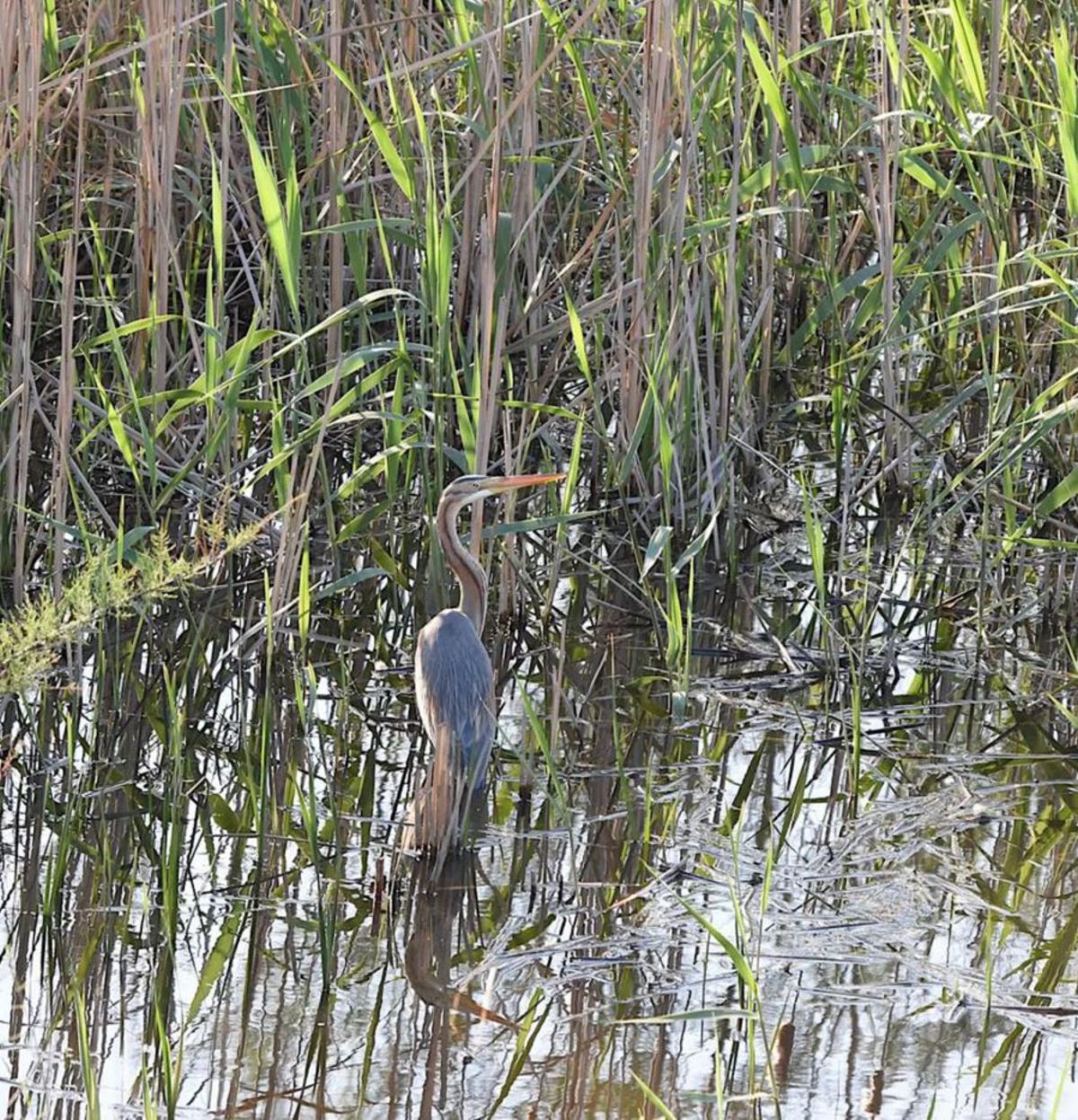 Garza imperial en la Laguna de Soliva.