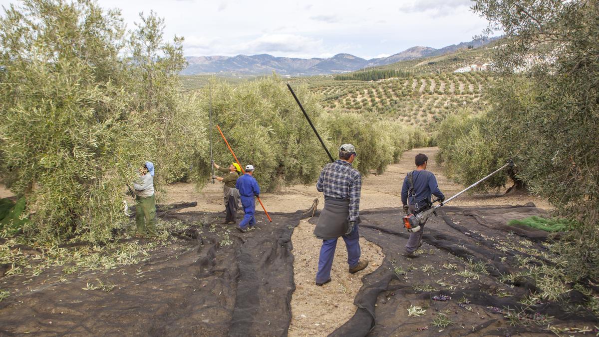 Aceituneros andaluces durante la recogida.