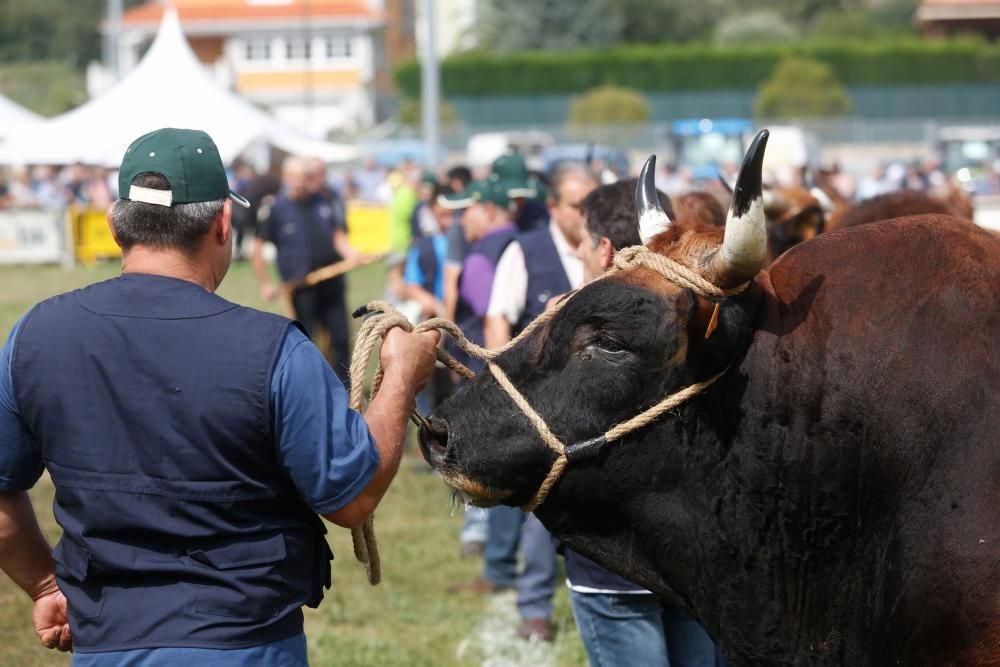 Clausura del certamen ganadero de La Magdalena