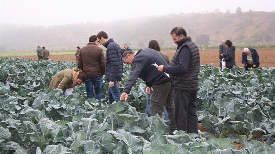 Al brócoli le gusta Extremadura