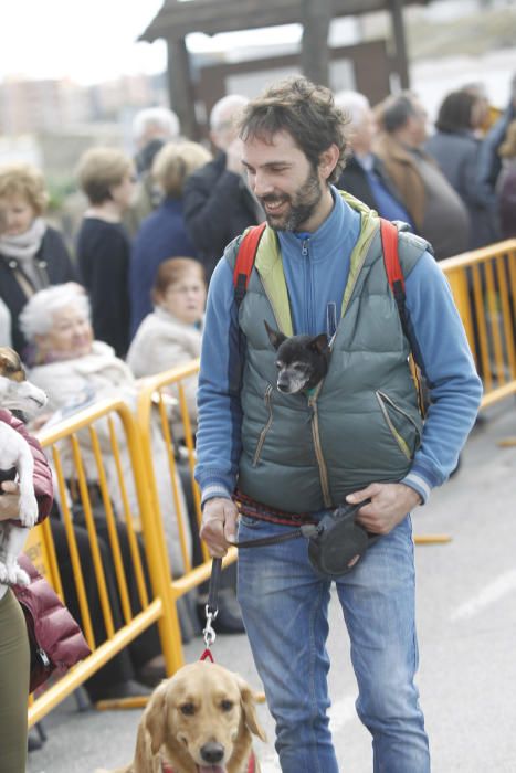 Benidición de animales en la Ermita de Vera y en la Punta