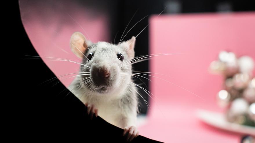 ¿Son capaces de contar las ratas? Sorprendente respuesta de la ciencia