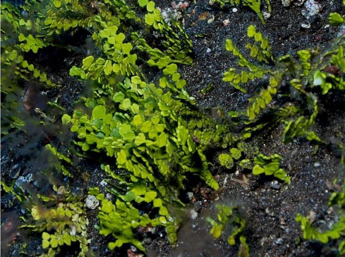 Halimeda incrassata, la viajera &quot;climática&quot;