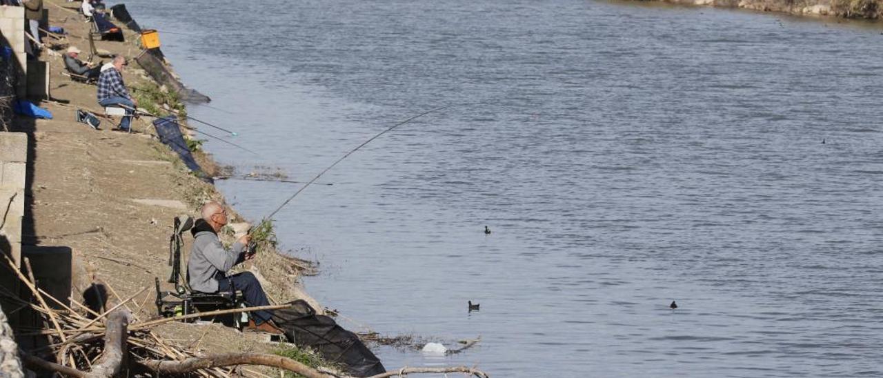 Los peces invasores se adueñan del Xúquer