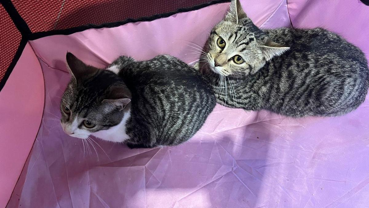 Gatos atendidos por la asociación de O Grove.