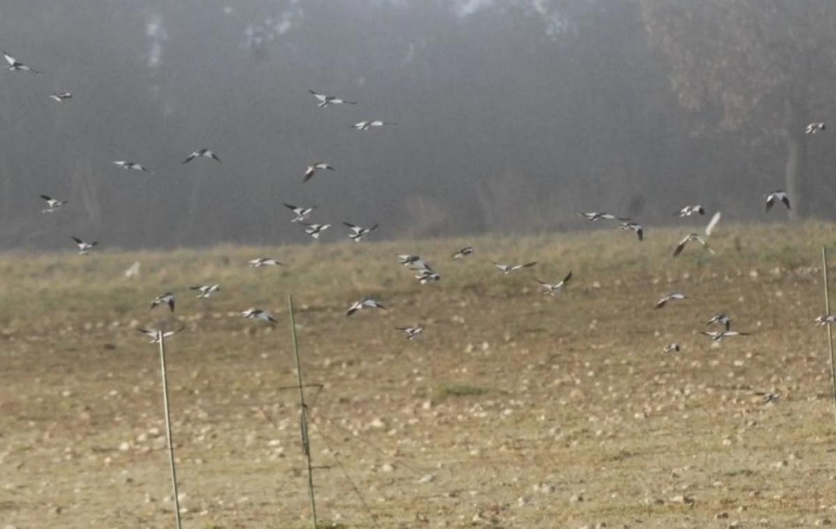 Un estol de pardals d'ala blanca